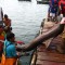 En el Perú se matan unos 15 MIL delfines al año