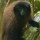 Descubren nueva especie de mono en el Perú