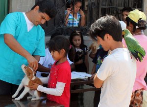 veterinario